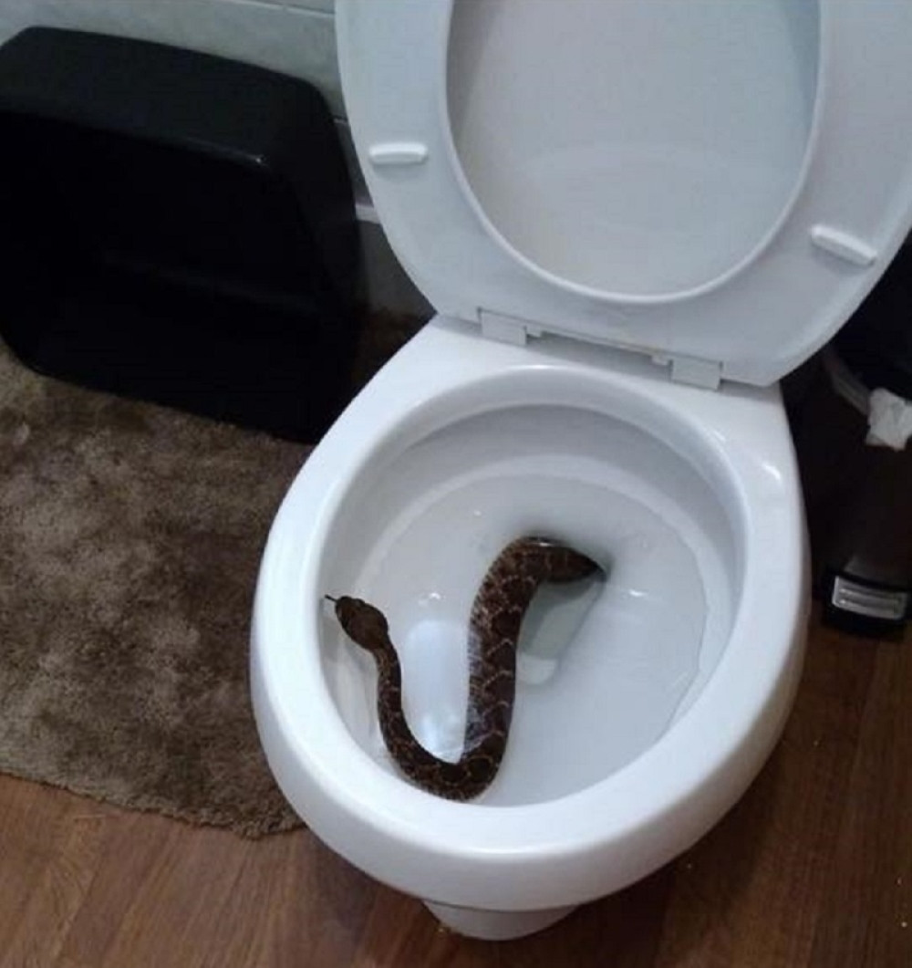 Ustao, otišao u toalet, a u WC šolji zvečarka  (FOTO)