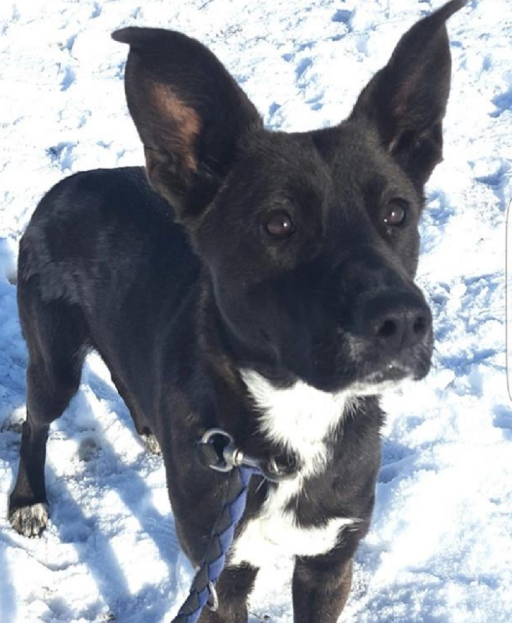 Sestre mislile da im je pas uspavan, međutim...