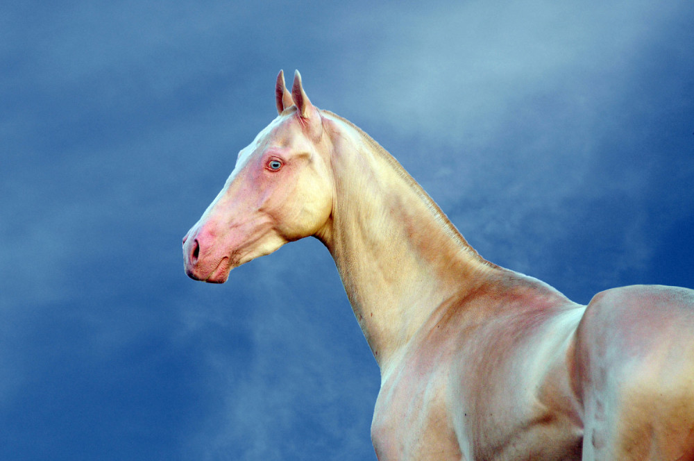 Upoznajte zlatne konje Turkmenistana (FOTO GALERIJA)