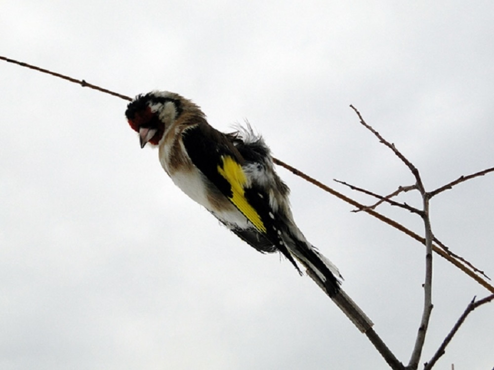 Mrtvim pticama love ptice pevačice!
