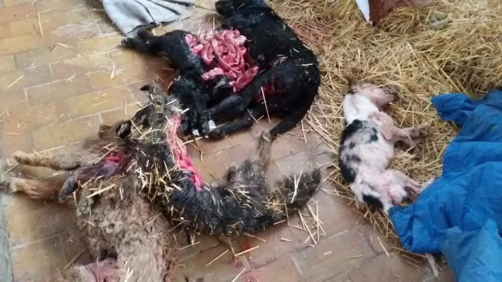 Rastrgnuti i polupojedeni psi u vršačkom azilu (UZNEMIRUJUĆI FOTO)