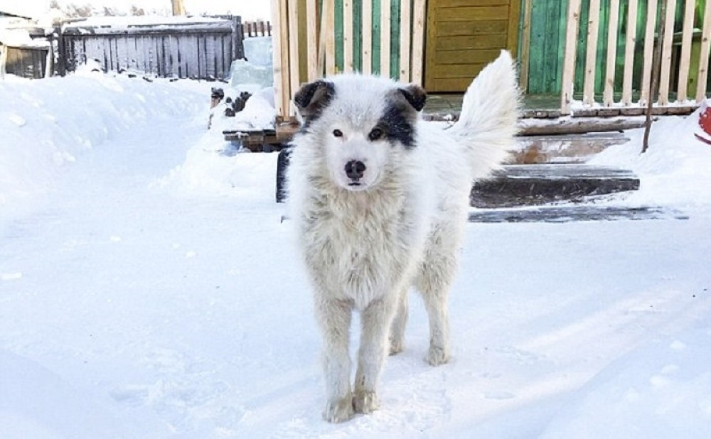 Pas grejao bebu na - 21 dva dana