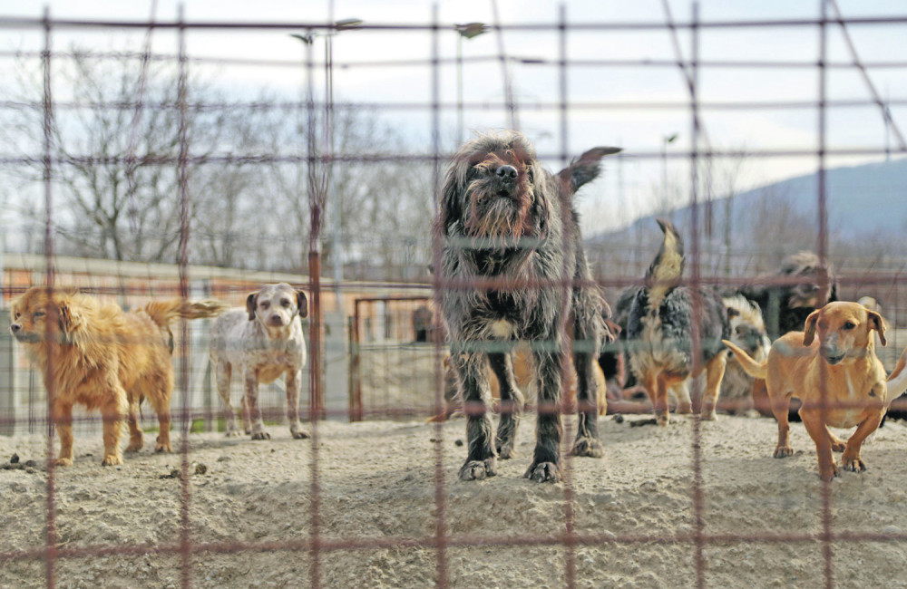 Zlo iz azila u Vršcu se dešava širom Srbije!