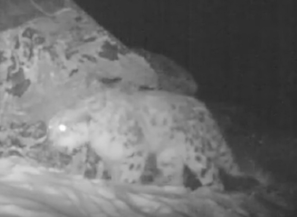 Ovako snežni leopard poziva ženku na parenje (VIDEO)