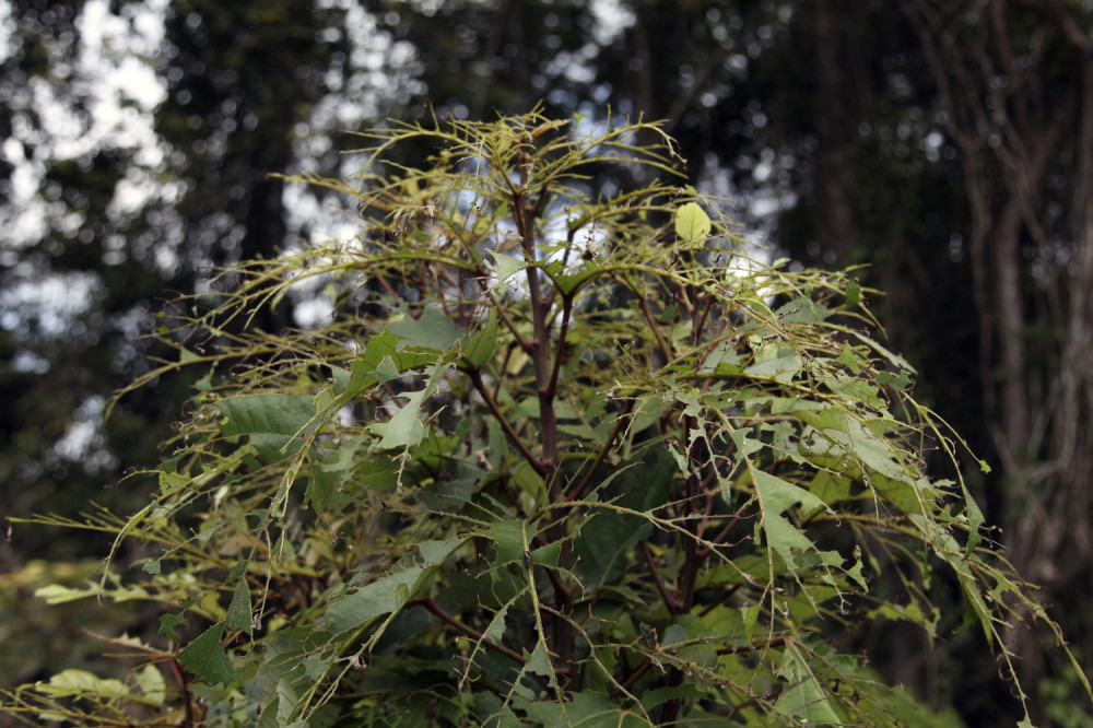 Invazija gusenica! (FOTO)