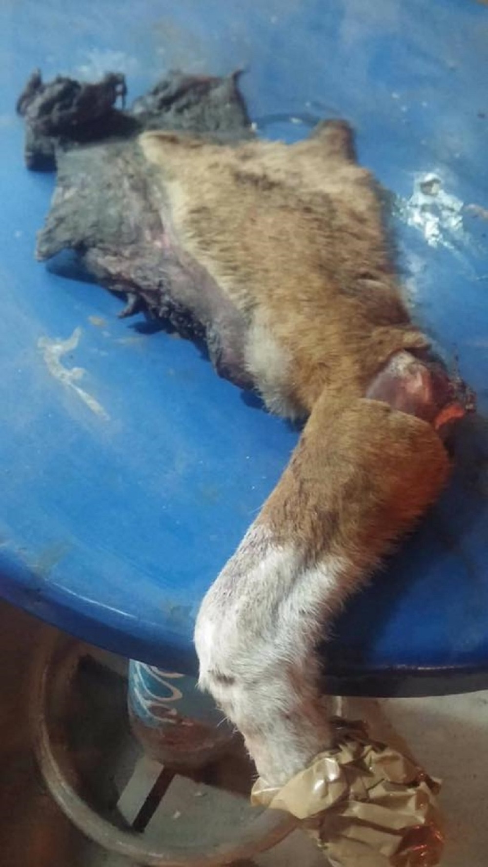 Leskovčani zgroženi stravičnom scenom! (UZNEMIRUJUĆI FOTO)