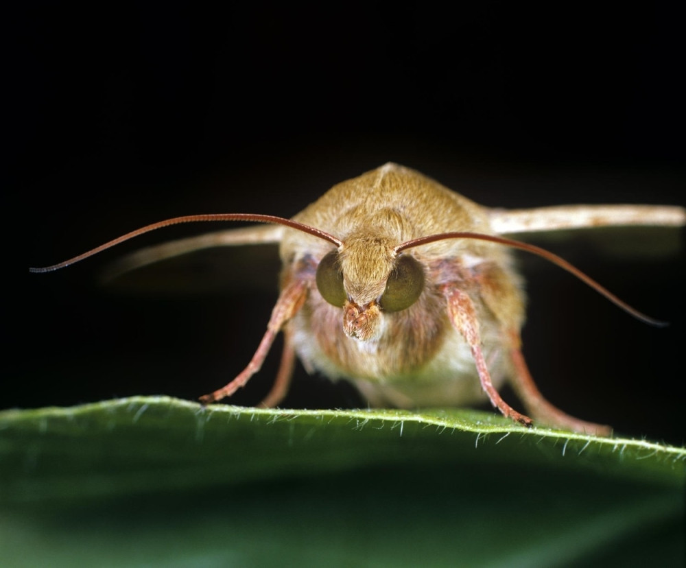 Najezda moljaca preti jugu Afrike