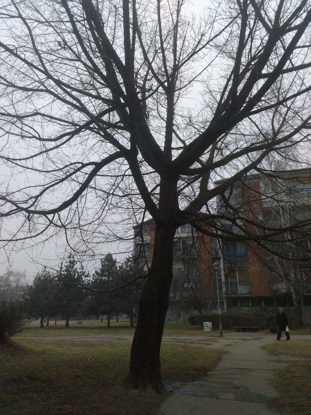 "Proplakalo" drvo u Borči!