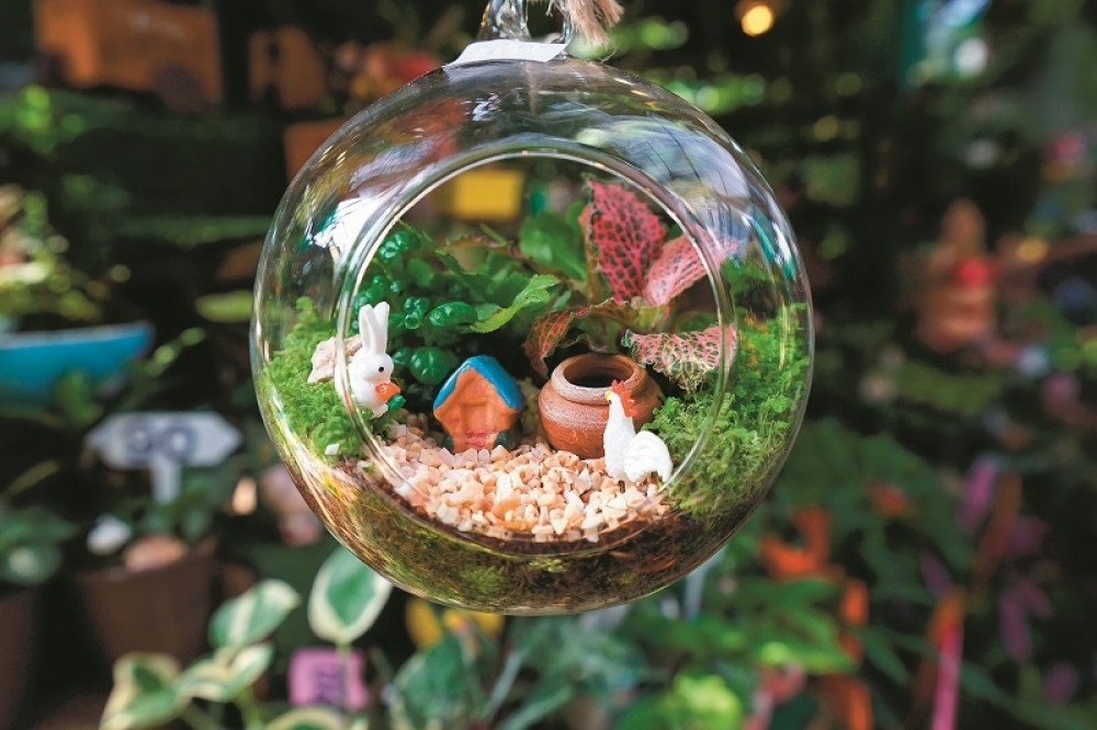 Bašta usred dnevne sobe