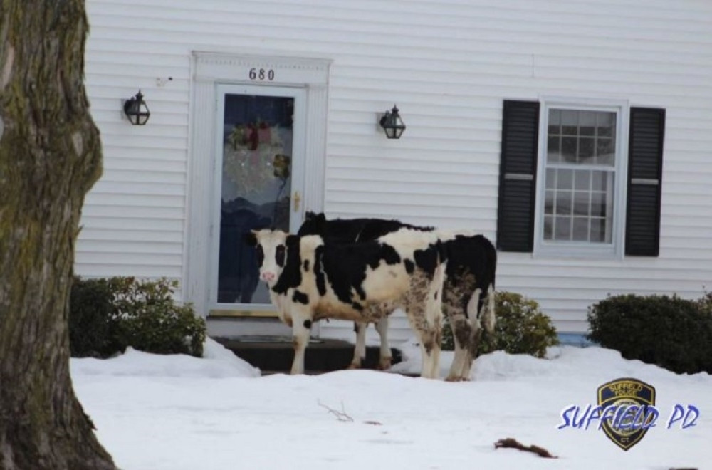 Ne otvarajte vrata nepoznatim kravama