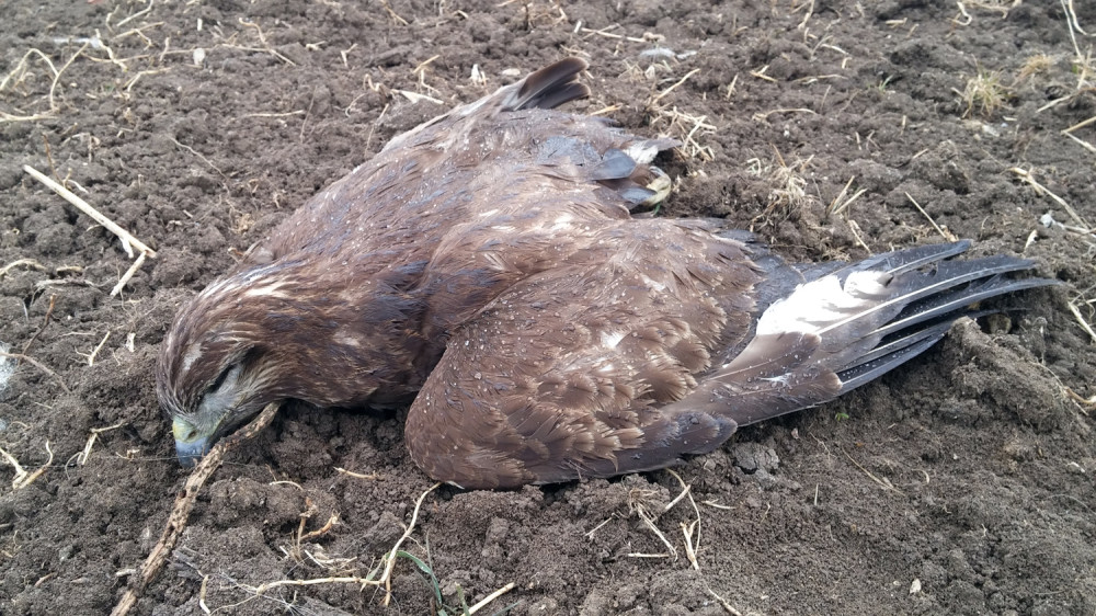 U gradu na jugu SRBIJE ptice MRTVE padale sa neba!