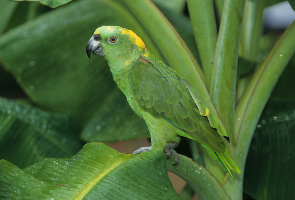 Papagaj "skinuo" Rijanu (VIDEO)