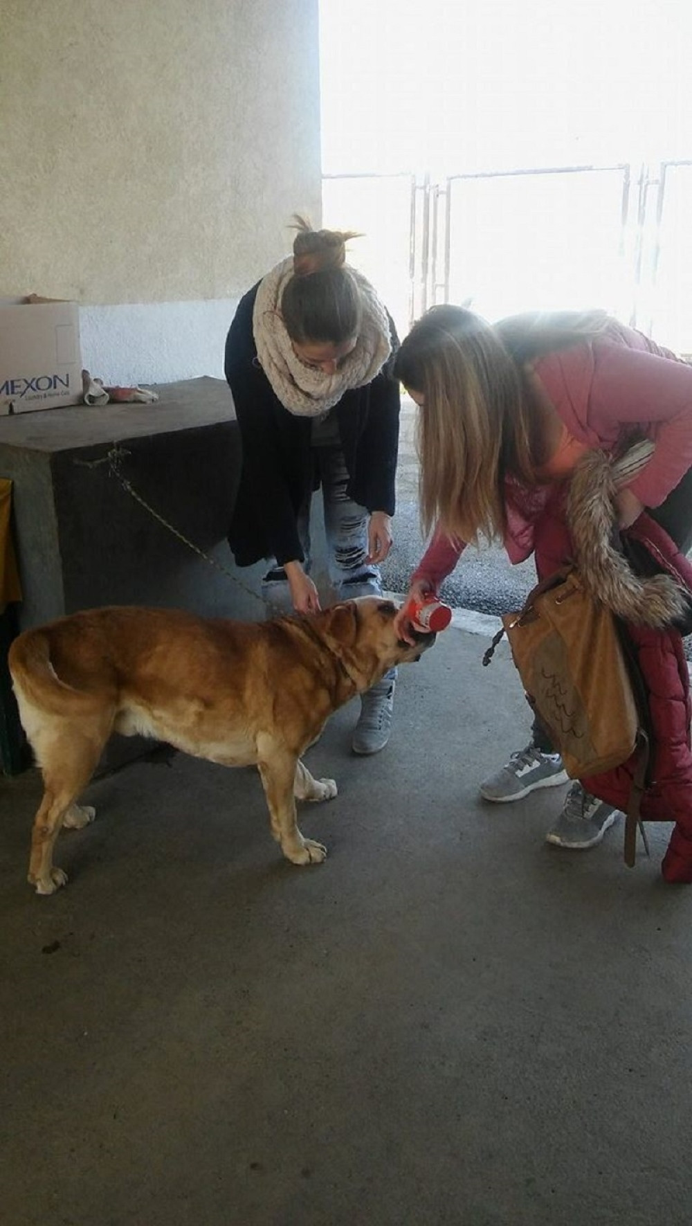 Beograđanka pronašla psa posle četiri godine!
