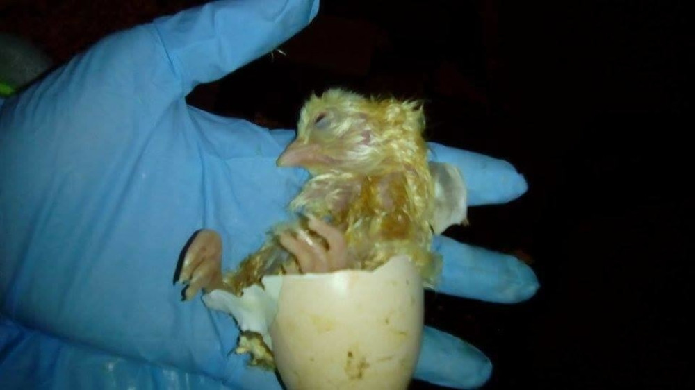 Bacio tek izlegle piliće u kontejner (FOTO)