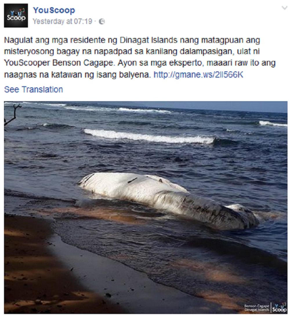 Pronađeno misteriozno stvorenje na obali mora (FOTO i VIDEO)