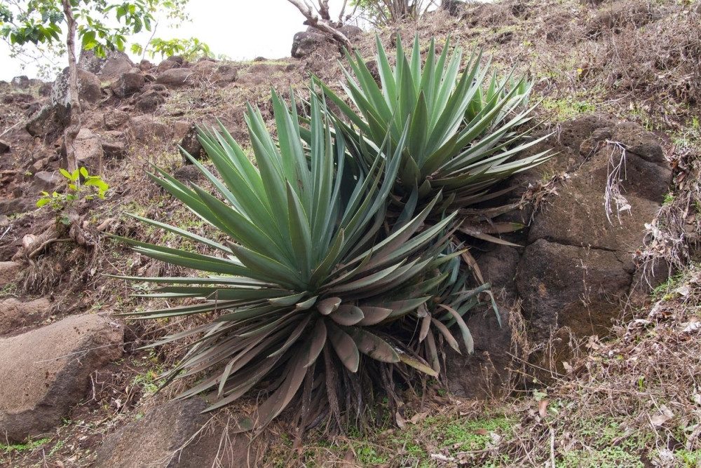 Biće dozvoljeno da ljudski LEŠEVI postanu đubrivo za biljke!