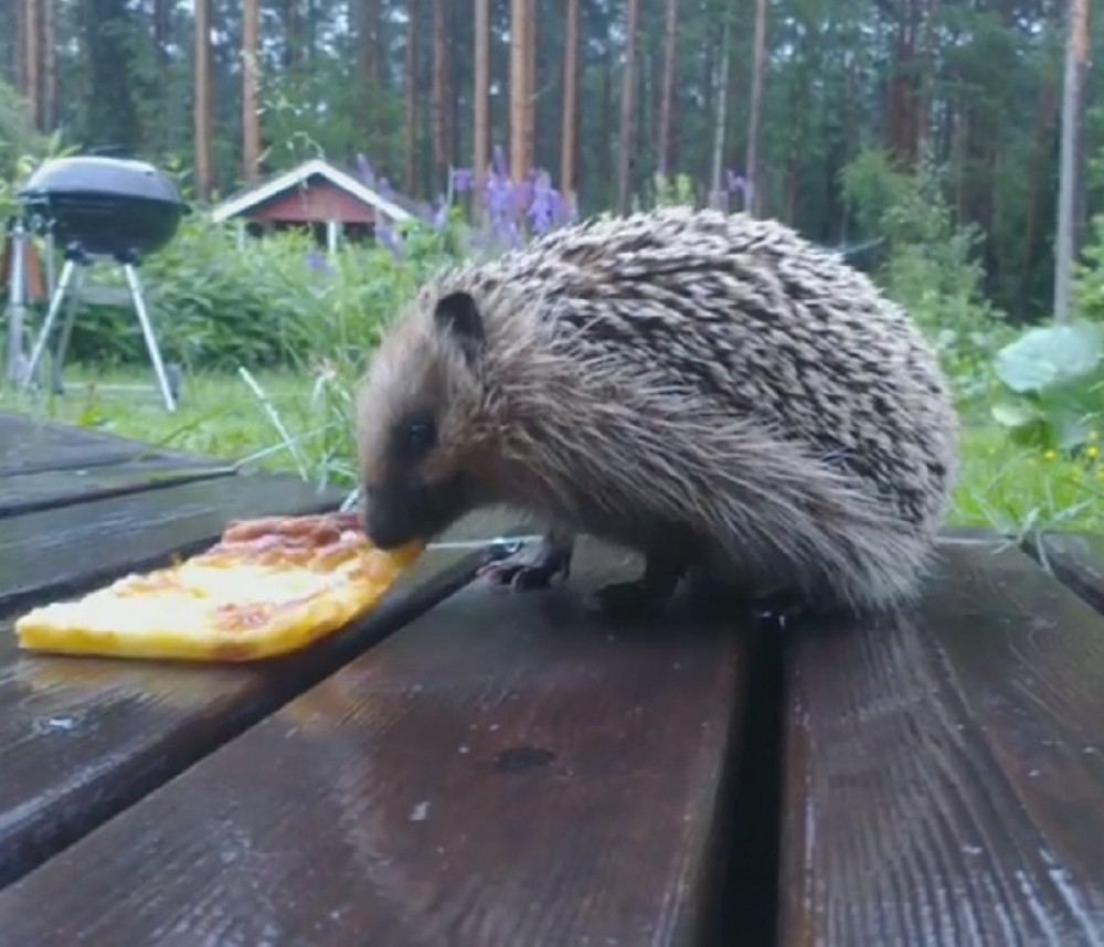 Nemojte da im pomažete, a ni mleko da im dajete! Evo zašto ih stalno viđate na ulici (VIDEO)