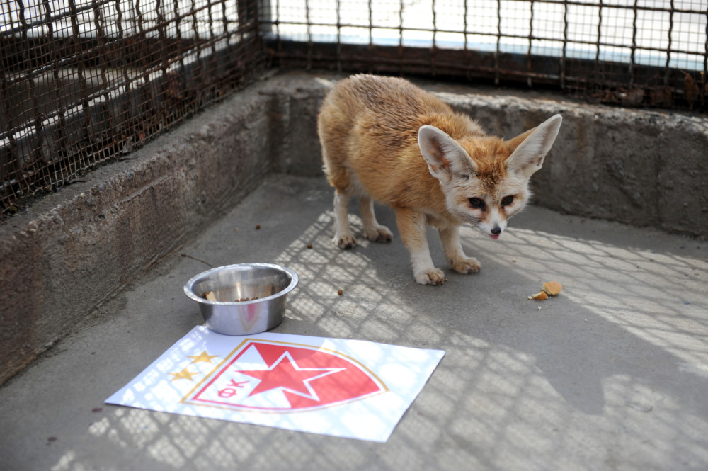 Zvezda pobeđuje Partizan!