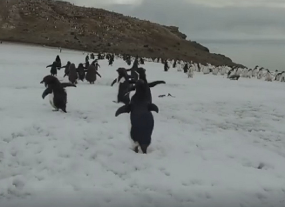 Pingvini počeli da beže sa Antarktika (VIDEO)