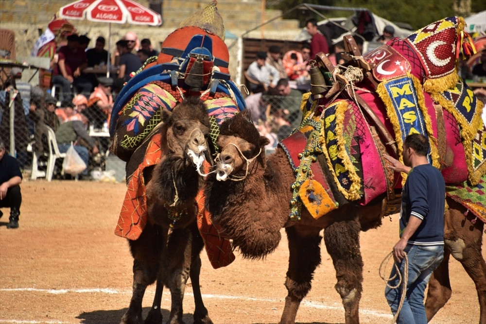 Festival borbi kamila u Bodrumu (FOTO GALERIJA)