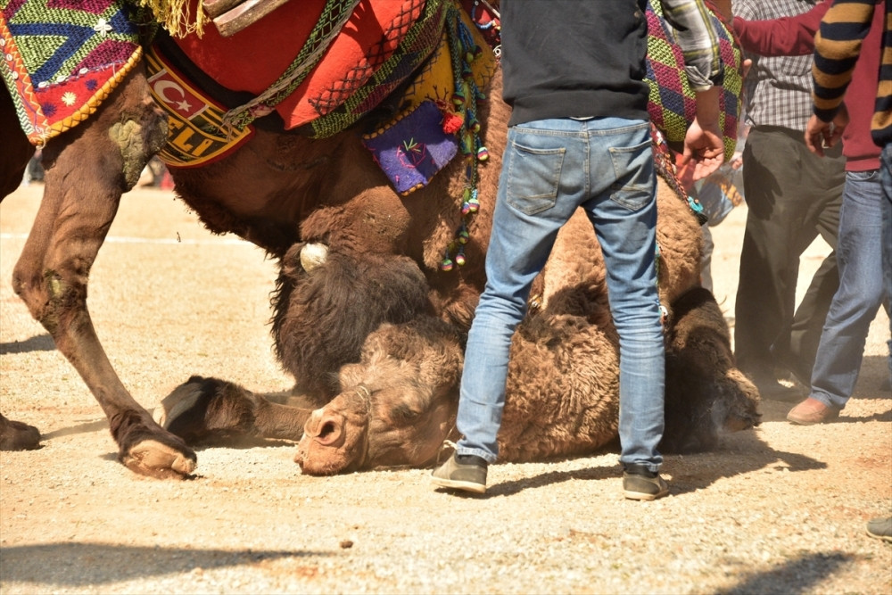 Cirkus otišao, životinje ostavili da umru u kamionu!