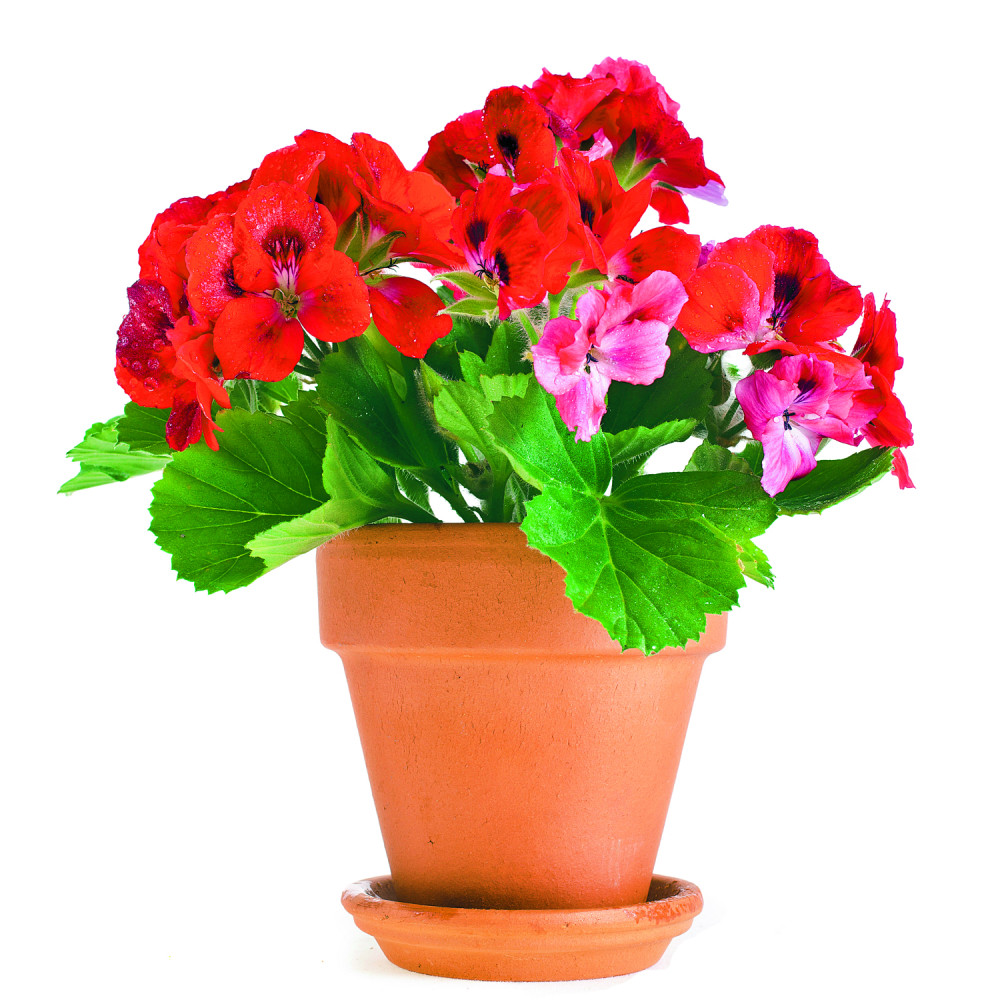 Biljke od kojih sve miriše