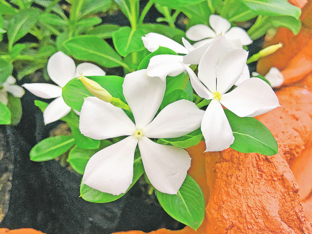 Najefikasnije biljke protiv reume, išijasa i stresa!