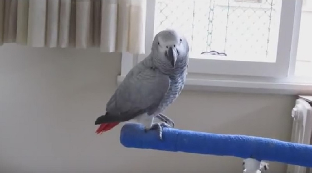 Papagaj se vratio kući posle 4 godine: Kad je progovorio, vlasnik je doživeo neprijatno iznenađenje!