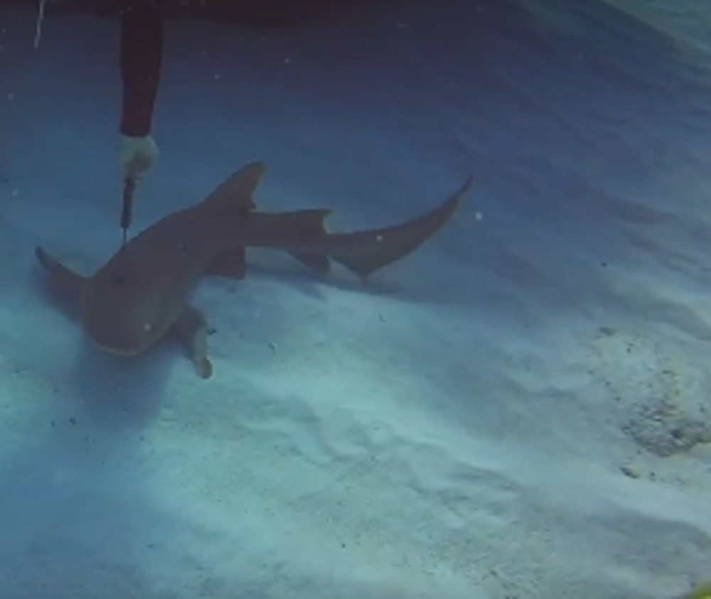 Uzvukao nož iz glave ajkule i spasao joj život (VIDEO)