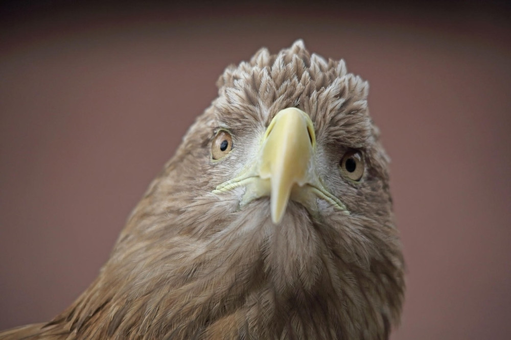 Zavirite u orlovsko gnezdo (VIDEO UŽIVO)