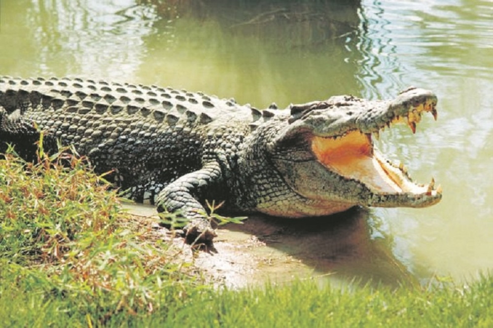 Omađijali krokodila da im donese mrtvog čoveka!