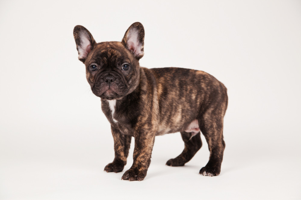 Ovo je najsimpatičnije kuče na svetu! (VIDEO)