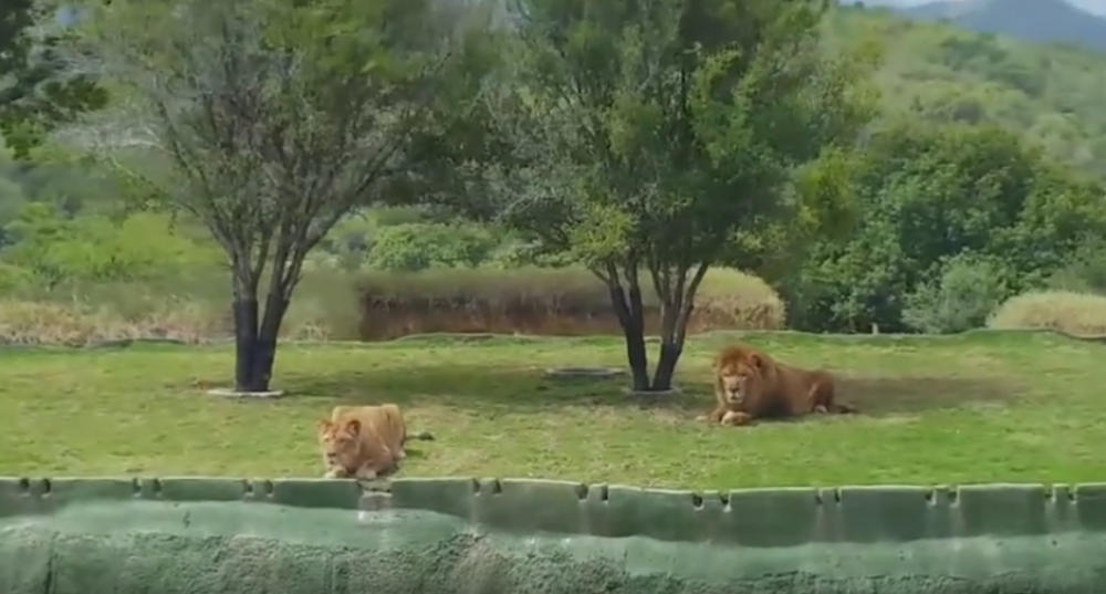 Lavica skočila preko kanala da napadne ljude! (VIDEO)