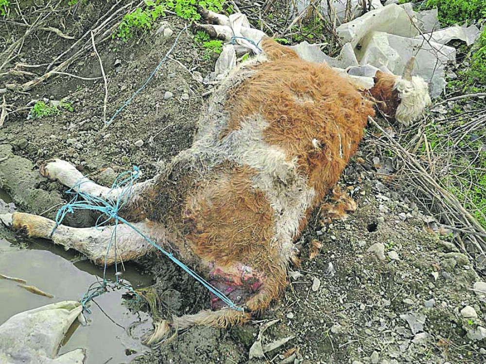 Epidemija preti Ćupriji zbog lešina!