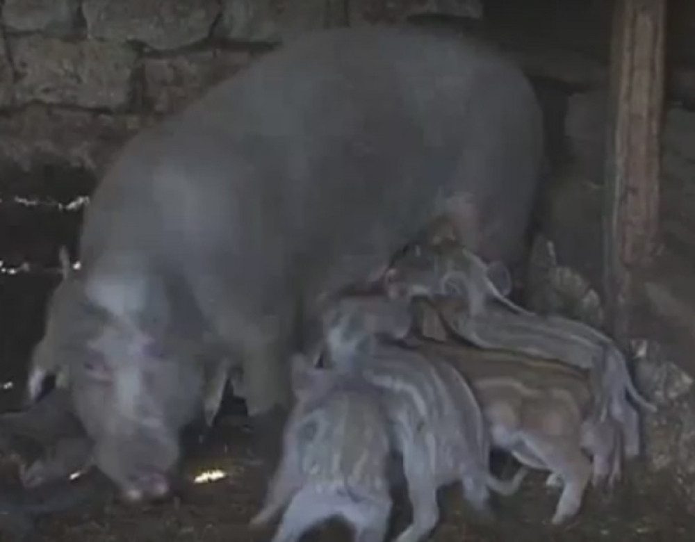 Domaća krmača oprasila 10 divljih prasića (VIDEO)