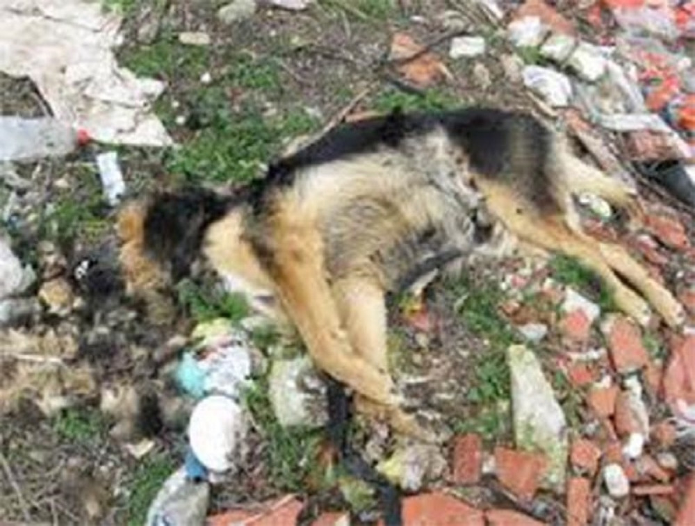 Masovno trovanje pasa i mačaka! (UZNEMIRIJUĆI FOTO)