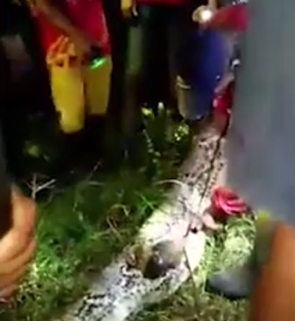 Čoveka izvukli iz pitona od sedam metara (VIDEO)