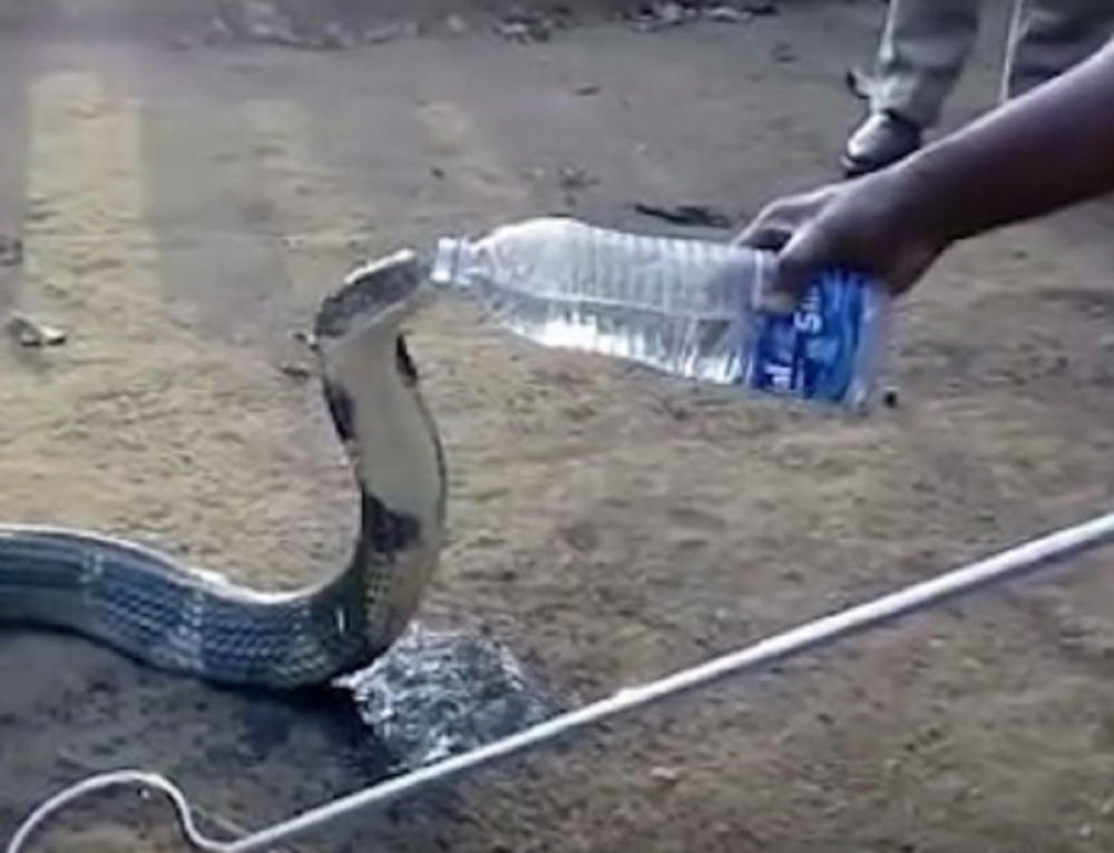 Ovako izgleda kada kobri date vodu (VIDEO)