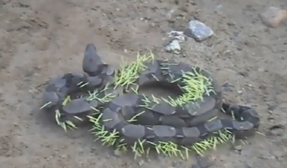 Piton probao da pojede ježa pa završio unakažen! (VIDEO)