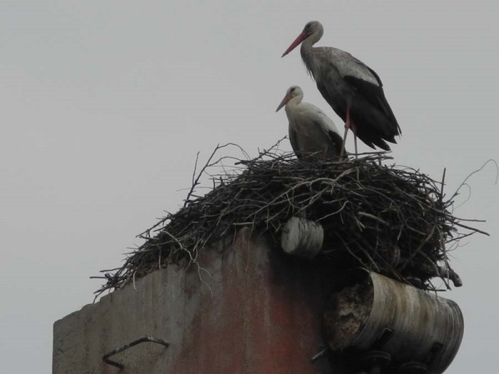 Vratile se rode u Jagodinu
