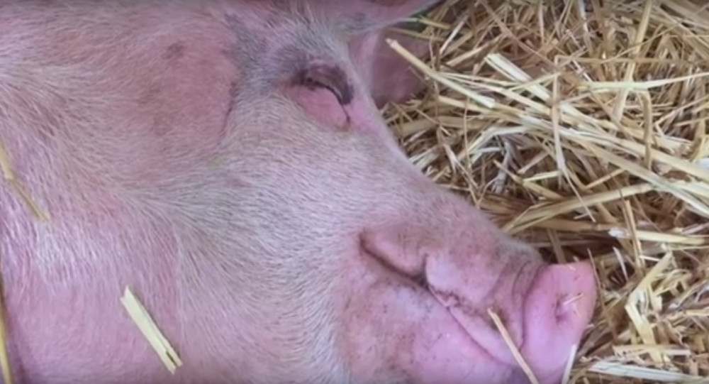 Ova svinja zarađuje daleko više od vas! (VIDEO)