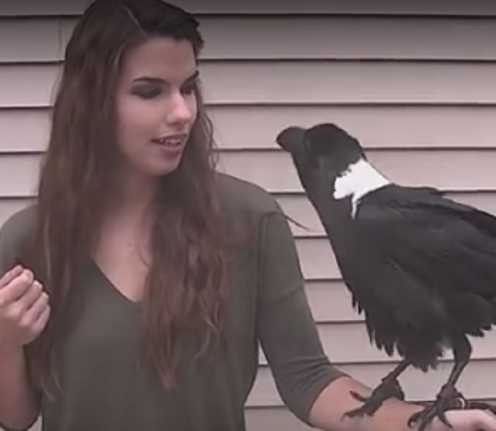 Kada čujete kako ovaj gavran priča, zanemećete (VIDEO)