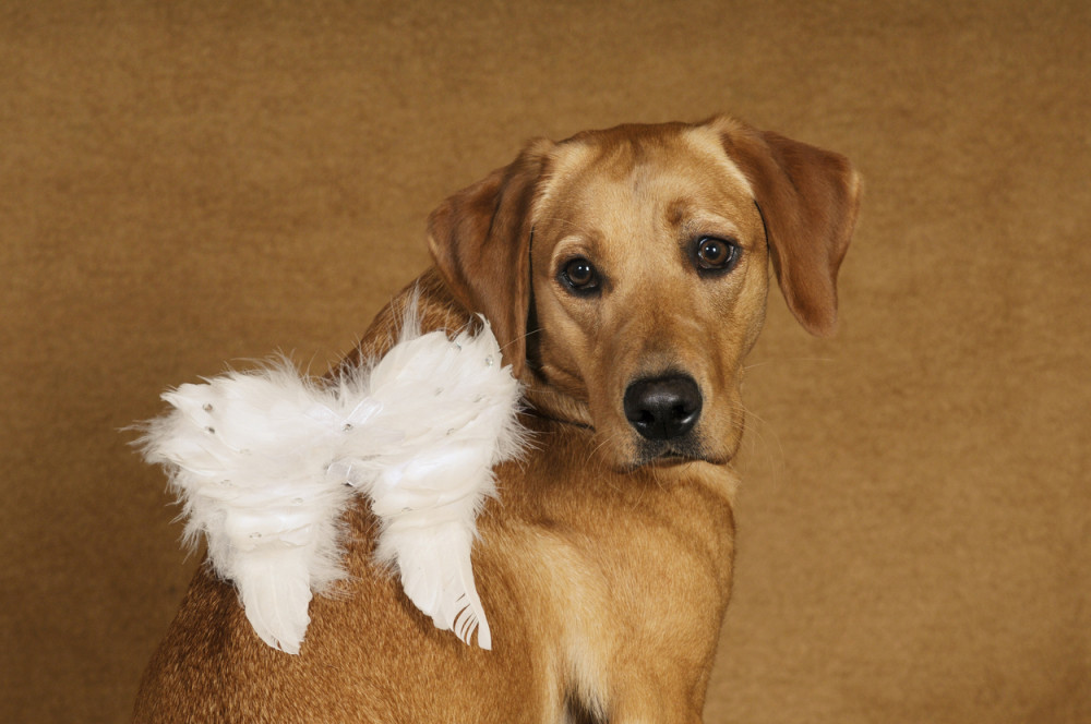 Leti, leti, leti... pas! (VIDEO)