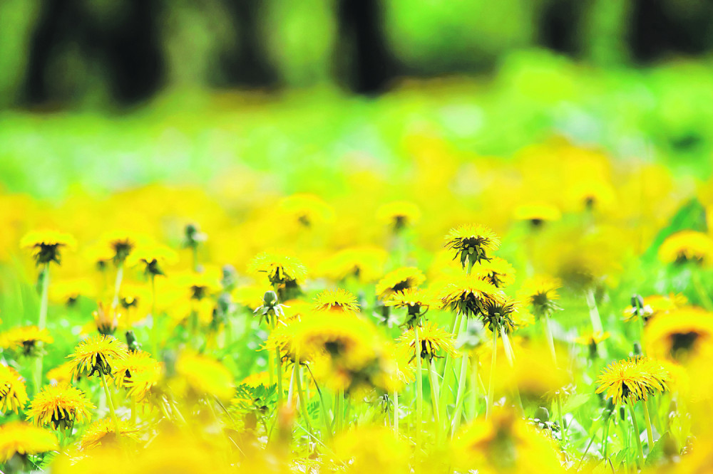 Vreme je za MASLAČAK