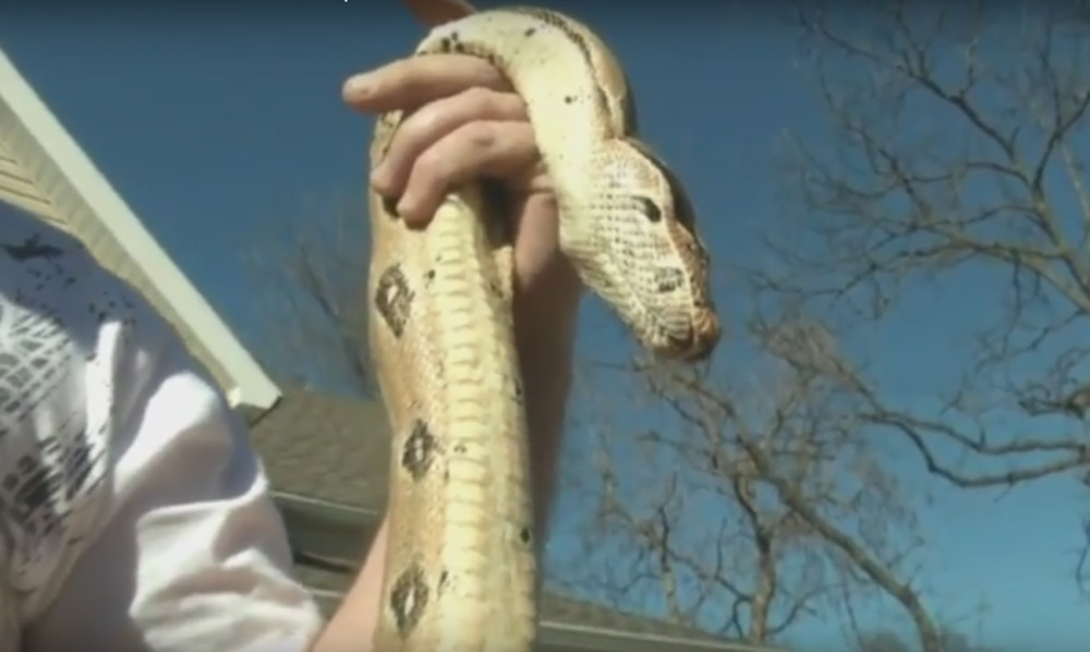 Kažnjen jer je šetao zmiju bez povoca! (VIDEO)