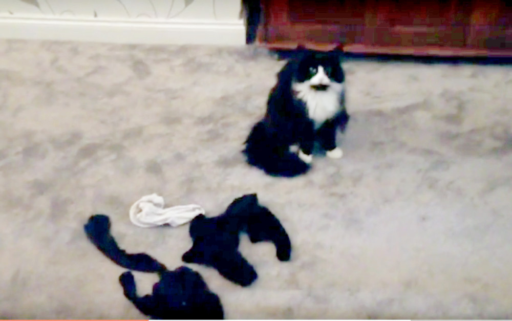 Ovaj mačor se opasno loži na donji veš! (VIDEO)