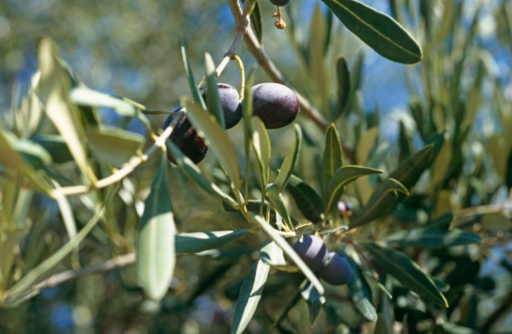 Hrvati na godišnjicu ustaškog klanja Srbima posekli 112 stabala maslina i opljačkali kuće