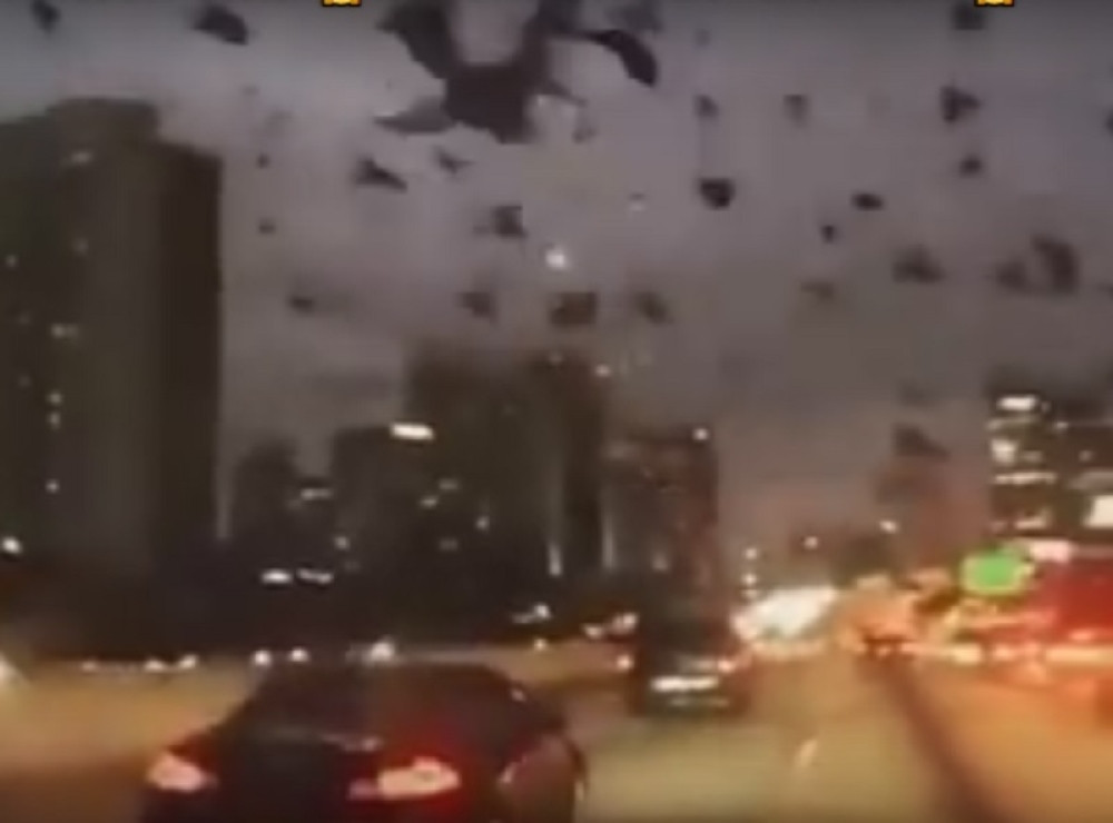 Ptice napravile pometnju u saobraćaju! (VIDEO)