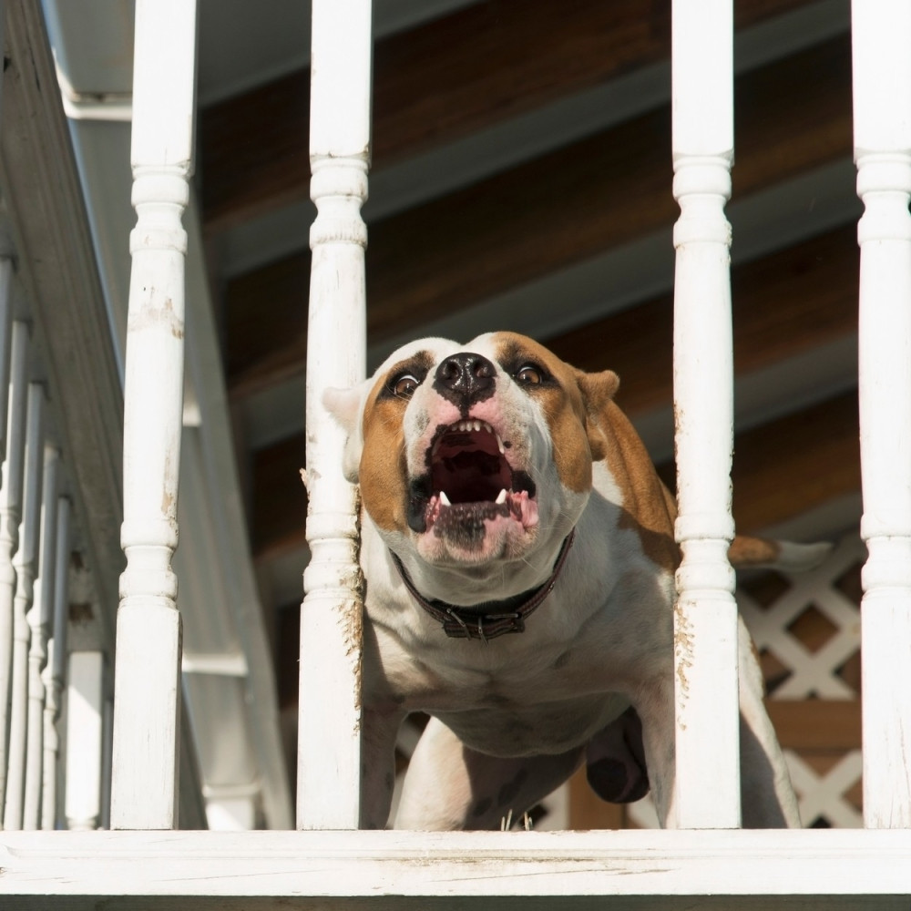 Dva dečaka su se igrala kada se pitbul zaleteo i ščepao jednog za GLAVU, a onda je vriske čuo komšija tinejdžer!