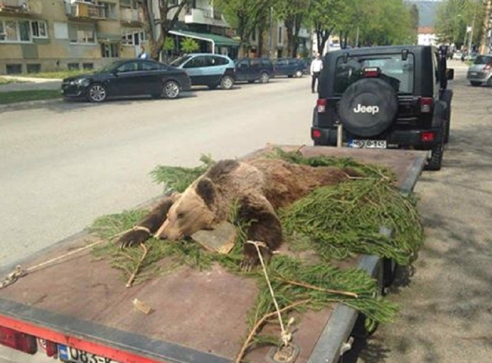 Ubijenog i razapetog medveda vozali po gradu!